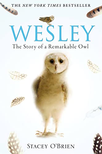 Book cover featuring a young barn owl with large, dark eyes.
