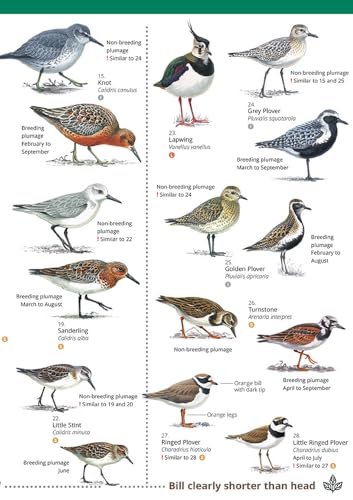 Bird identification chart displaying various wading birds in breeding and non-breeding plumage.