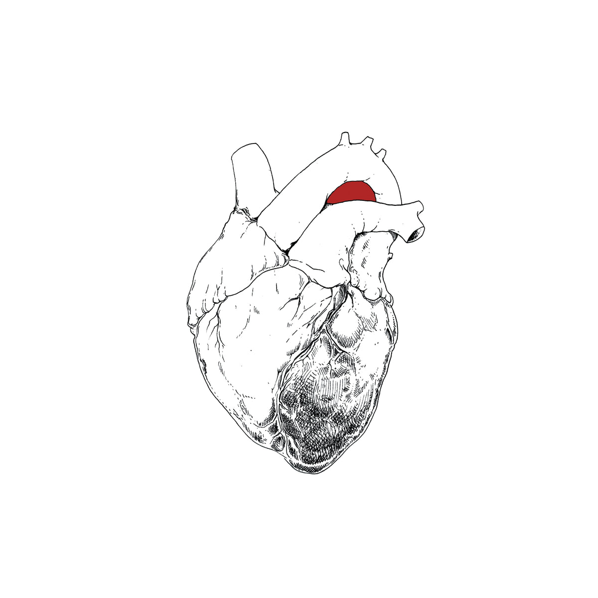 Line drawing of a human heart with a red spot on top.