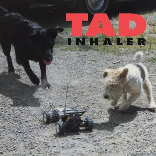 A black dog and a white terrier playing with a remote-controlled car outdoors.