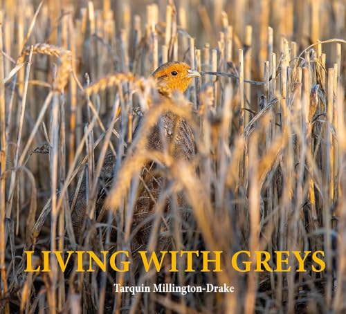 Grey partridge in golden wheat field, book cover titled “Living with Greys”.
