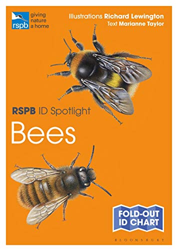 Orange RSPB ID Spotlight guide featuring detailed illustrations of bees.