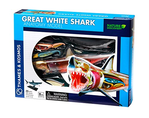 Box for a Great White Shark anatomy model kit showing parts and assembled shark.