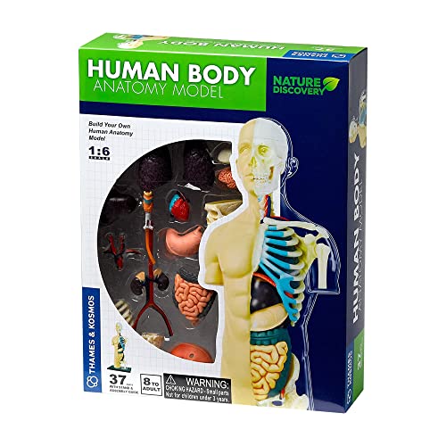 Box for a 3D human anatomy model kit with internal organs shown.