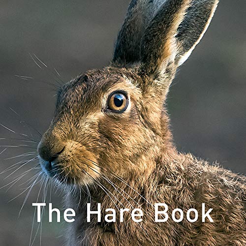 Close-up portrait of a brown hare with long ears against a blurred background.