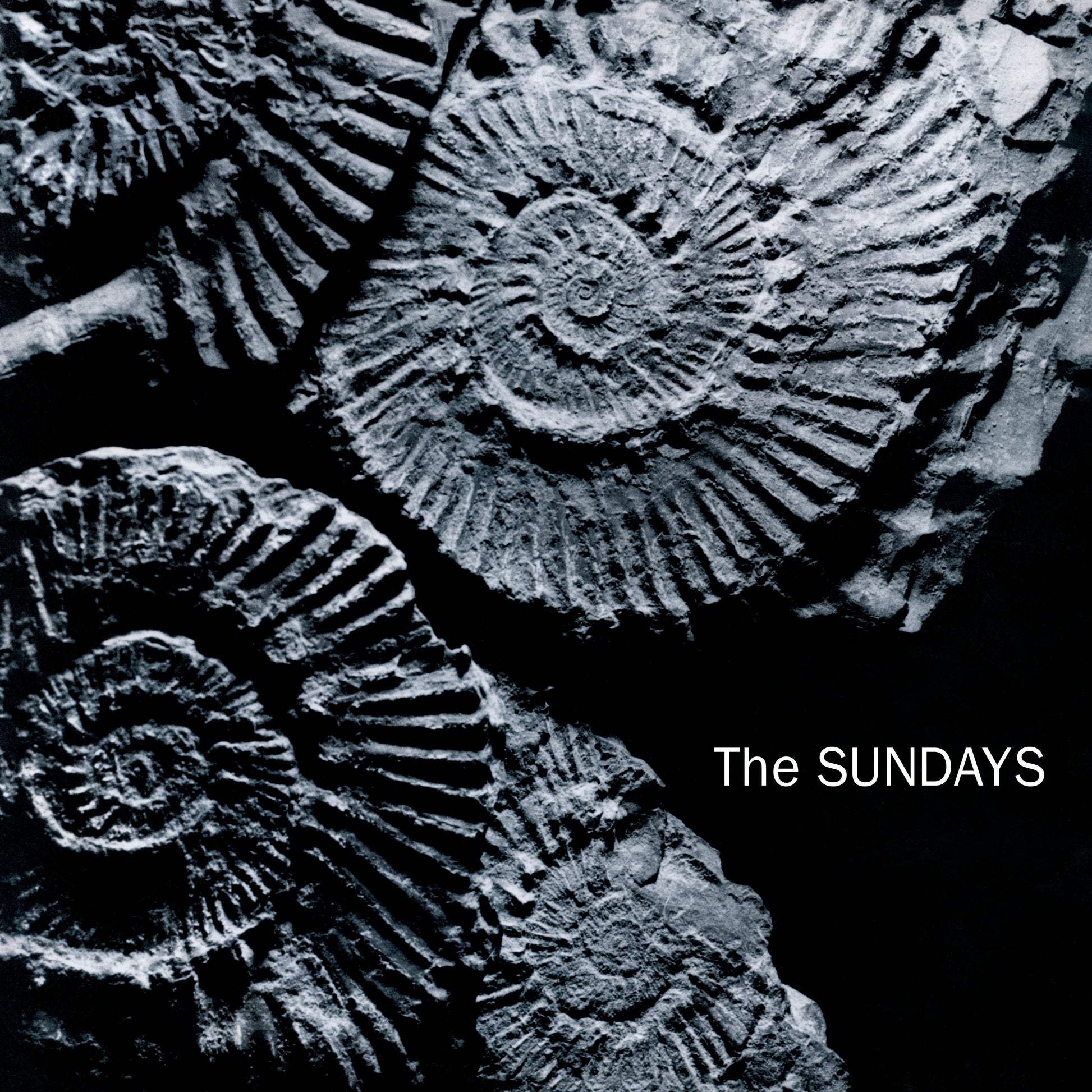 Black and white album cover featuring fossilized ammonites and band name.
