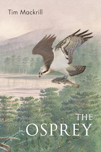 An osprey in flight carrying a fish over a landscape of trees and water.