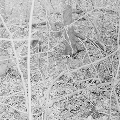 A black and white photo of two deer standing in a dense, leafy forest.