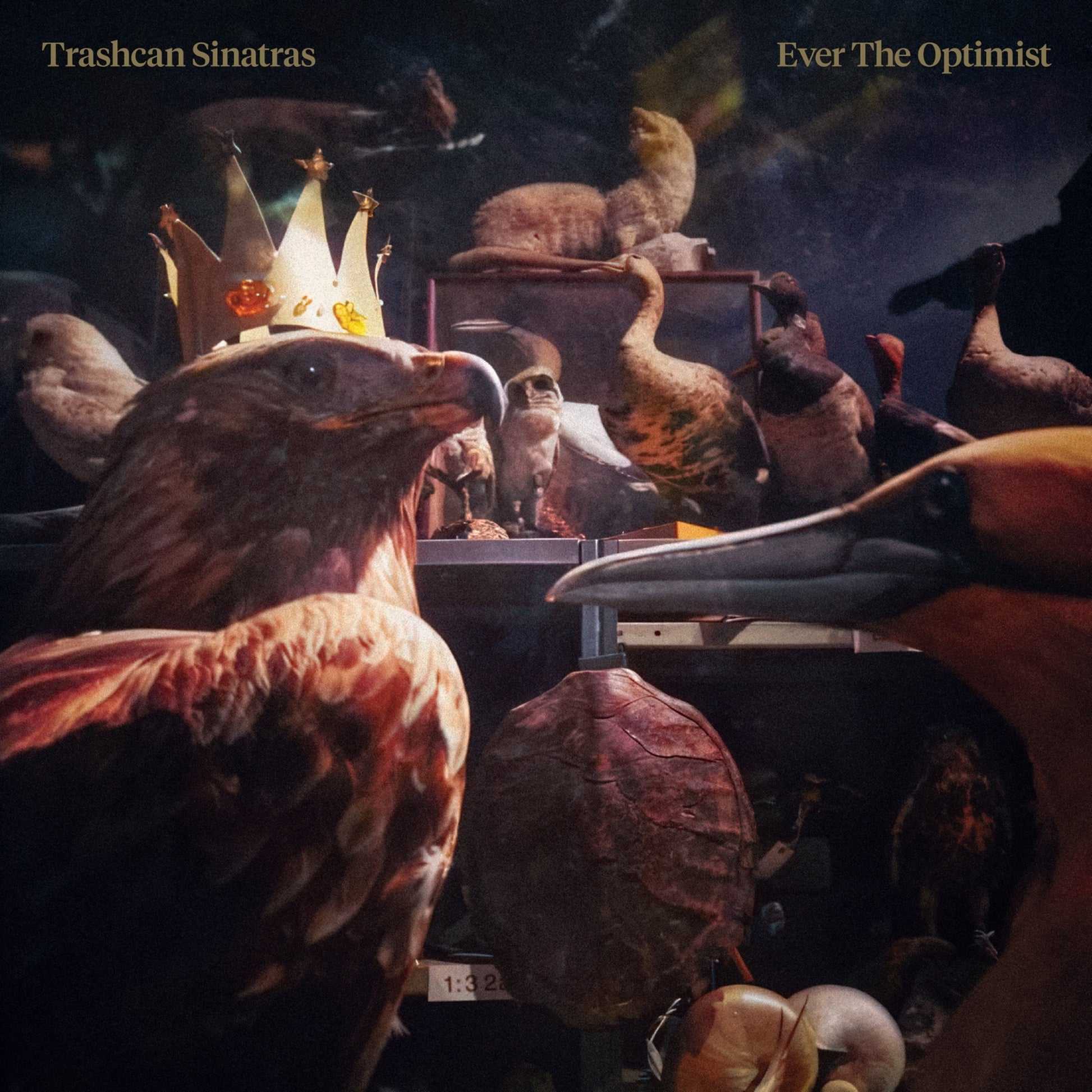 Album cover for Trashcan Sinatras’ “Ever The Optimist” featuring taxidermied birds.