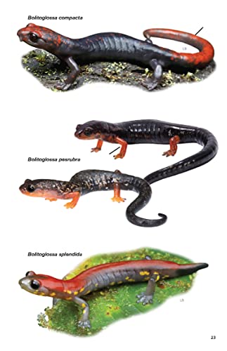 Book cover displaying detailed illustrations of several Costa Rican salamanders.
