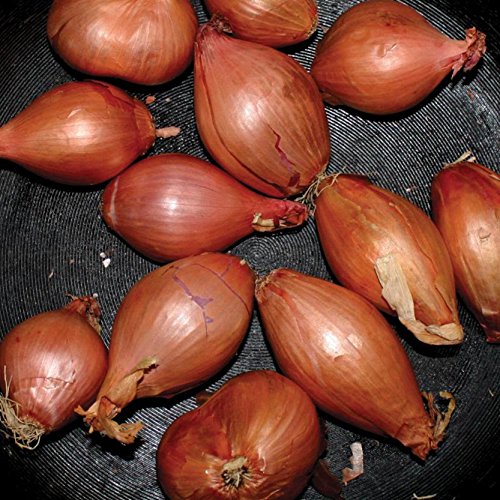 Close-up of several brown shallots with roots on a dark surface.
