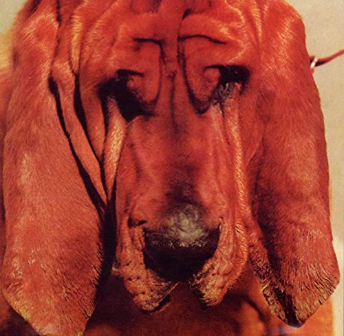Close-up of a red bloodhound’s face, album cover for Ty Segall.