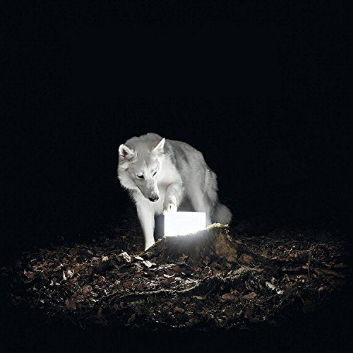 A wolf touches a glowing white box on a dark, leaf-covered surface.