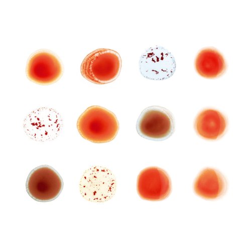 Arrangement of twelve circular, blurred red and brown shapes on white.