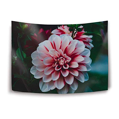 Close-up of pink and white dahlia flowers on a dark background.