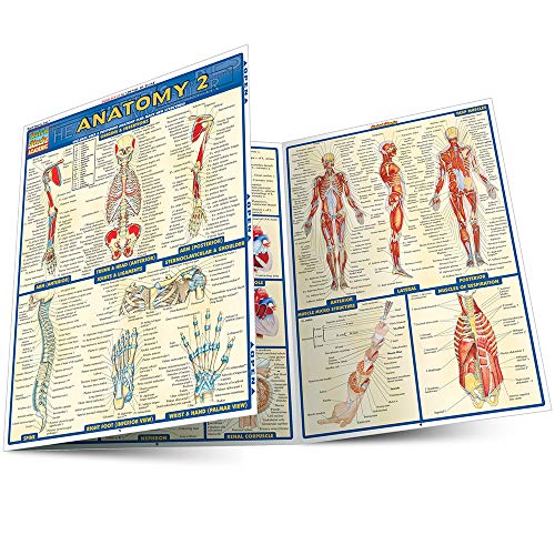 Anatomy charts with human body diagrams and labels, displayed on a white background.