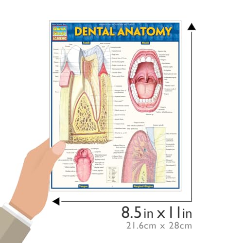 Dental anatomy chart showing tooth and mouth structures, held in a hand.