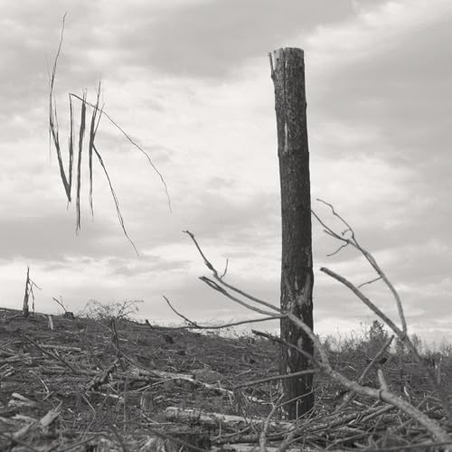 Black and white landscape with a solitary tree stump and branches.