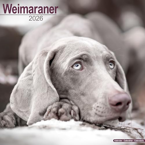 Weimaraner Calendar 2026  Square Dog Breed Wall Calendar - 16 Month