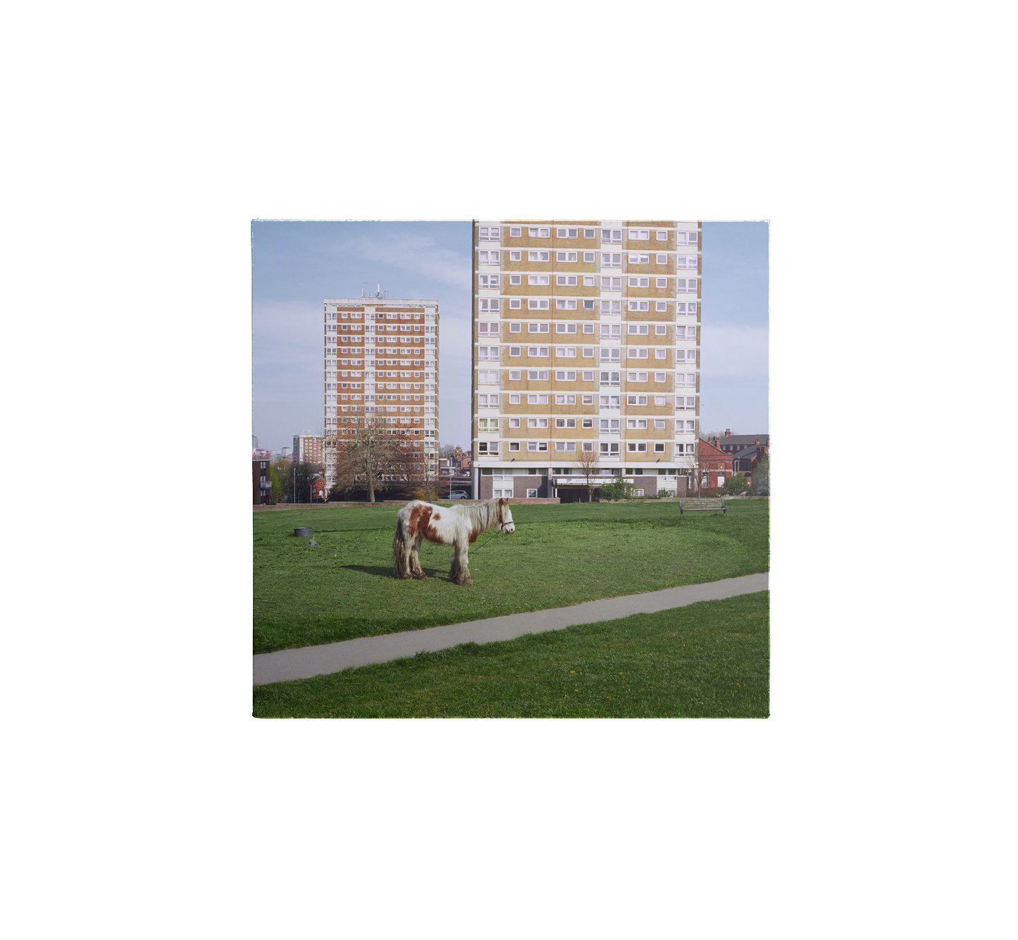 Horse grazing on a lawn in front of tall apartment buildings.