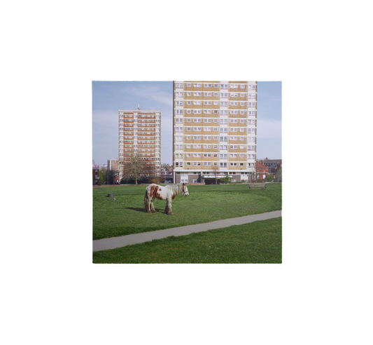 Horse grazing on a lawn in front of tall apartment buildings.