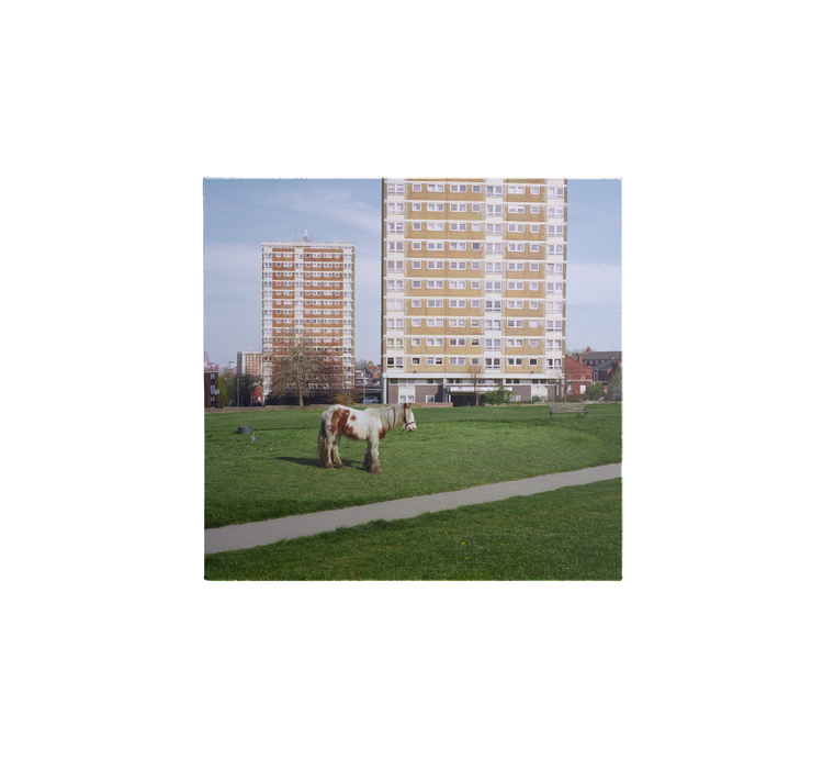 Horse grazing on a lawn in front of tall apartment buildings.