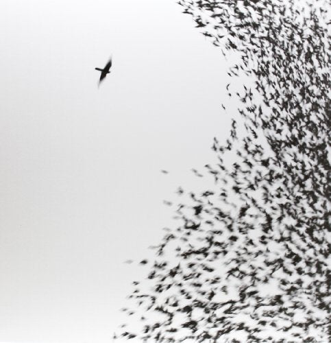 Black and white image of a bird flying amongst a flock.