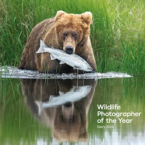 A brown bear holding a fish in its mouth, reflected in the water below.
