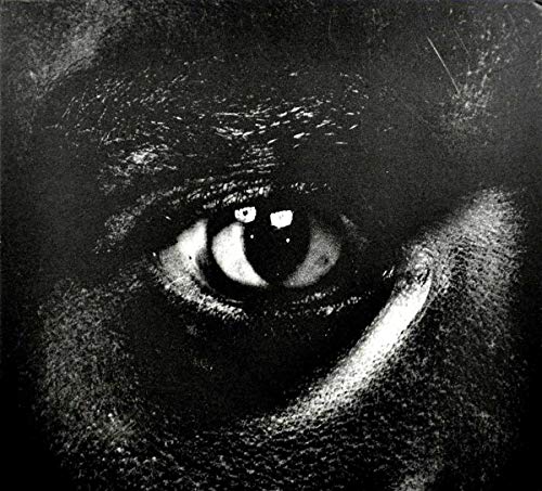 Close-up black and white image of a gorilla’s intense, watchful eye.