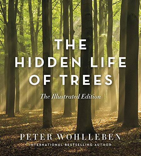 Book cover showing a sunlit forest with tall trees and the title text overlaid.