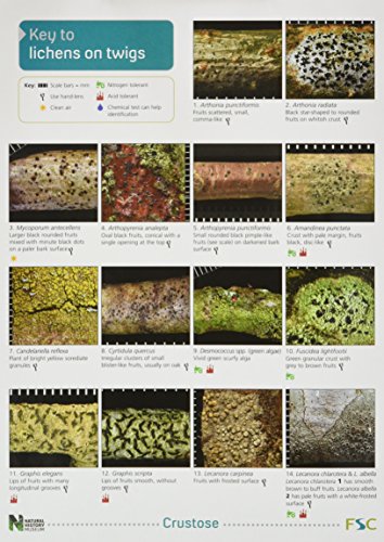Book cover displaying close-up photos of various lichens growing on twigs.