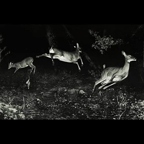 Wordcolour - The trees were buzzing, and the grass.  [VINYL]