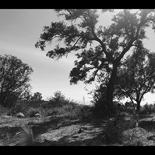 Black and white CD cover featuring a large, solitary tree in a field.