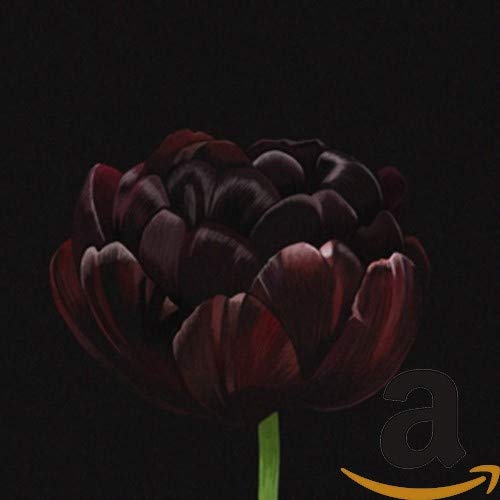 The image depicts a dark red tulip against a black background with an Amazon logo. Alt text: Dark red tulip on black background with Amazon logo.