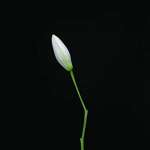 White flower bud on a long green stem against a black background.