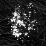 Peals - Walking Field [VINYL]