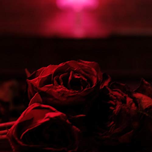 Paper Kites - Roses [VINYL]