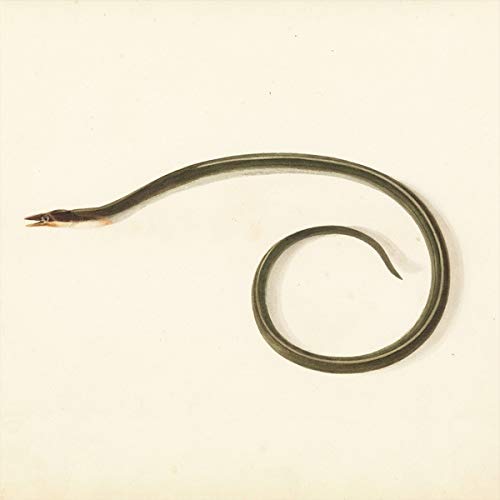 Desaccord Majeur - Sunquake [VINYL]