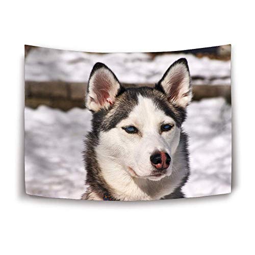 Stewart Delano - Daawqee Tapestry Wall Hanging, Husky Dog Muzzle Snow Wall Tapestry with Art Nature Home Decorations for Living Room Bedroom Dorm Decor in 51x60 Inches [CD]