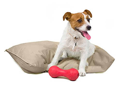 A small white and brown dog sits on a beige dog bed with a red rubber bone.