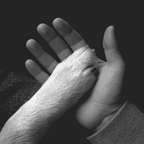 Black and white image of a human hand holding a furry animal's paw.
