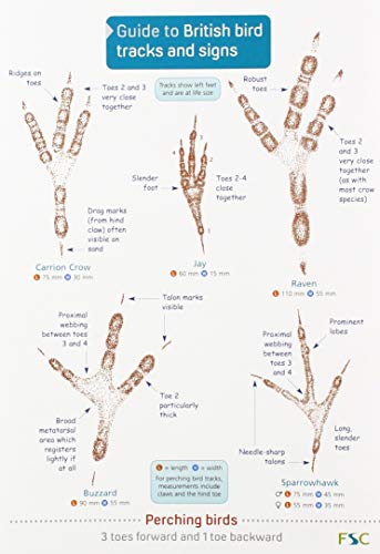 Guide to British bird tracks and signs 2019