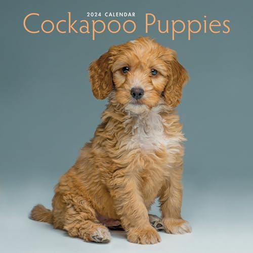 Cockapoo Puppies Mini Wall Calendar 2024