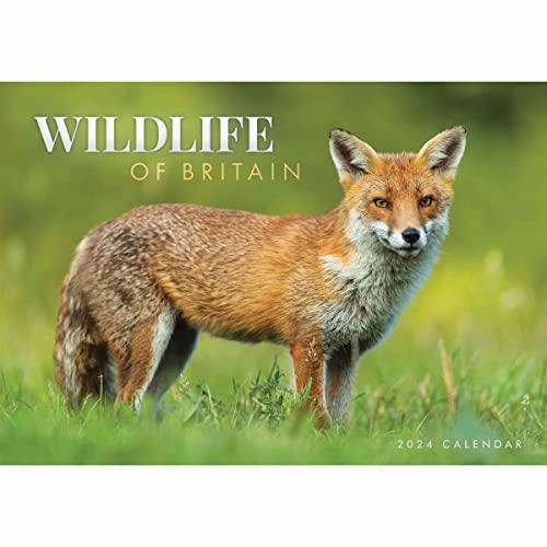 Wildlife Of Britain A4 Calendar 2024