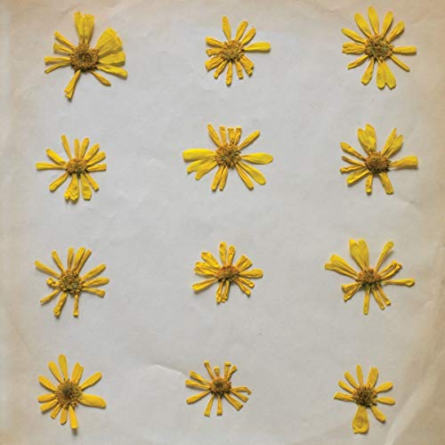 The image shows a grid of yellow flowers on a white background. Alt text: Twelve pressed yellow flowers arranged in four rows on a white surface.