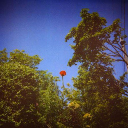 A red poppy stands among lush green trees against a clear blue sky.