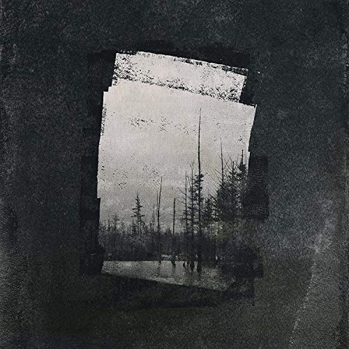 A monochrome image of a Polaroid photo showing a dark forest scene on a textured background.