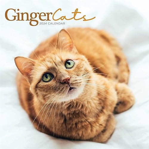 Ginger Cats - Rothaarige Katzen 2024: Original Carousel-Kalender [Mehrsprachig] [Kalender]