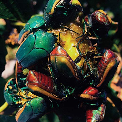A cluster of colorful beetles with shiny, metallic green, red, and yellow bodies.