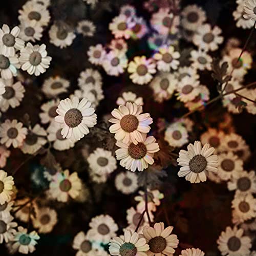 Close-up of many white and yellow daisies against a dark background.